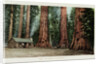 Big Trees in California Postcard by Anonymous