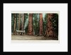 Big Trees in California Postcard by Anonymous