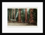 Big Trees in California Postcard by Anonymous