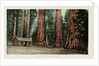 Big Trees in California Postcard by Anonymous
