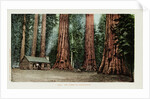 Big Trees in California Postcard by Anonymous