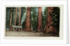 Big Trees in California Postcard by Anonymous