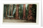 Big Trees in California Postcard by Anonymous