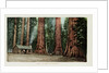 Big Trees in California Postcard by Anonymous