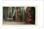 Big Trees in California Postcard by Anonymous