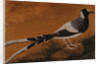 Spotted Forktail, on Silk Jahangir by Anonymous