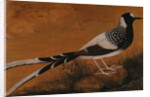 Spotted Forktail, on Silk Jahangir by Anonymous