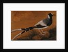 Spotted Forktail, on Silk Jahangir by Anonymous