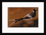 Spotted Forktail, on Silk Jahangir by Anonymous