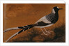 Spotted Forktail, on Silk Jahangir by Anonymous