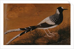 Spotted Forktail, on Silk Jahangir by Anonymous