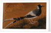 Spotted Forktail, on Silk Jahangir by Anonymous