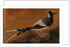 Spotted Forktail, on Silk Jahangir by Anonymous