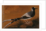 Spotted Forktail, on Silk Jahangir by Anonymous