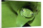 Treefrog in Center of Plant by Anonymous