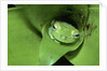 Treefrog in Center of Plant by Anonymous