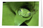 Treefrog in Center of Plant by Anonymous