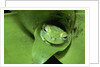 Treefrog in Center of Plant by Anonymous