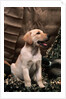 Labrador Retriever Puppy by Anonymous
