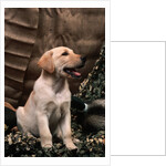 Labrador Retriever Puppy by Anonymous