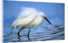 Snowy Egret by Anonymous