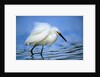 Snowy Egret by Anonymous