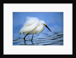Snowy Egret by Anonymous