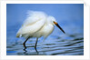 Snowy Egret by Anonymous
