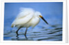 Snowy Egret by Anonymous