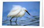 Snowy Egret by Anonymous
