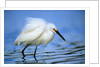 Snowy Egret by Corbis