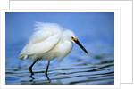 Snowy Egret by Anonymous