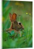 Cottontail Rabbit in the Grass by Anonymous