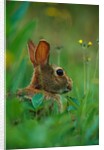 Cottontail Rabbit in the Grass by Anonymous