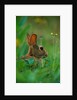 Cottontail Rabbit in the Grass by Anonymous