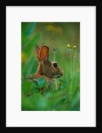 Cottontail Rabbit in the Grass by Anonymous