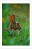 Cottontail Rabbit in the Grass by Anonymous