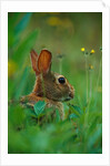 Cottontail Rabbit in the Grass by Anonymous