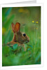 Cottontail Rabbit in the Grass by Anonymous