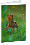 Cottontail Rabbit in the Grass by Anonymous