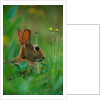 Cottontail Rabbit in the Grass by Anonymous