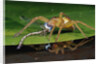 Six-Spotted Fishing Spider Eating Damselfly by Anonymous
