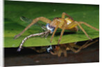 Six-Spotted Fishing Spider Eating Damselfly by Anonymous