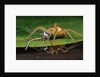 Six-Spotted Fishing Spider Eating Damselfly by Anonymous
