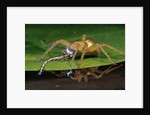 Six-Spotted Fishing Spider Eating Damselfly by Anonymous