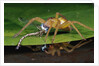 Six-Spotted Fishing Spider Eating Damselfly by Anonymous