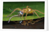 Six-Spotted Fishing Spider Eating Damselfly by Anonymous