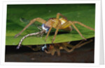 Six-Spotted Fishing Spider Eating Damselfly by Anonymous