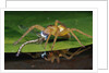 Six-Spotted Fishing Spider Eating Damselfly by Anonymous