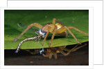 Six-Spotted Fishing Spider Eating Damselfly by Anonymous